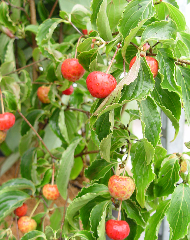 Cornus kousa 